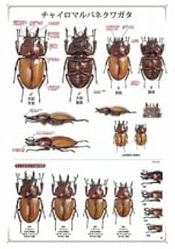 Amazon.co.jp: 日本のマルバネクワガタ（増補・改訂版）ポスター